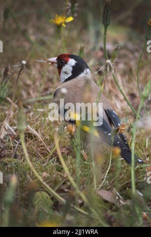 Goldfink im langen trockenen Gras Stockfoto