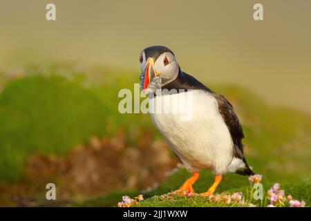 Nahaufnahme eines Atlantischen Papageitauchtauchtauchschnabels in einem Küstengebiet von Schottland, Großbritannien Stockfoto