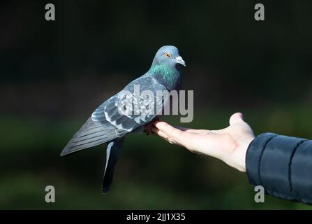 Nahaufnahme einer Feral-Taube, die aus einer Hand in einem Park, Großbritannien, füttert. Stockfoto