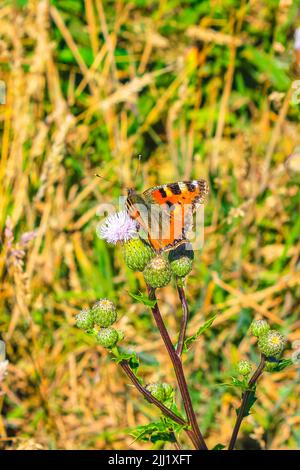 Orange Schmetterling kleiner Fuchs Tortoiseshell Aglais urticae auf gelben Blüten in Hechthausen Hemmoor Cuxhaven Niedersachsen Deutschland. Stockfoto