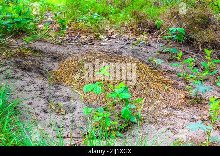 Ameisenhügel mit vielen Ameisen in der Natur schöner Panoramablick auf Moor-Sumpfteich zwischen grünen Pflanzen Bäume im Wald von Pipinsburg in Geestl Stockfoto
