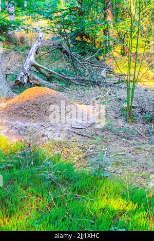 Ameisenhügel mit vielen Ameisen in der Natur schöner Panoramablick auf Moor-Sumpfteich zwischen grünen Pflanzen Bäume im Wald von Pipinsburg in Geestl Stockfoto