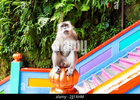 Niedlicher Affe sitzt auf der Treppe. Touristen füttern Affen auf bunte Treppe am Hindu-Tempel. Batu Caves, Malaysia Stockfoto
