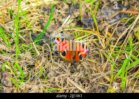 Orangenschmetterling aglais io europäischer Pfauenschmetterling auf Grüngraspflanzen im Weddewarden Bremerhaven Deutschland. Stockfoto