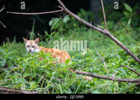 Junge streunende, gestromte Kätzchen starren aus einem Fleck dickem Gras in einem Regenwald in Tobago. Karibische Insel, verlorenes Kätzchen, streunende Katze, Kay und Kastrater. Stockfoto