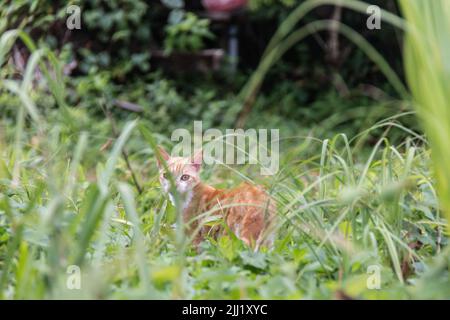 Junge streunende, gestromte Kätzchen starren aus einem Fleck dickem Gras in einem Regenwald in Tobago. Karibische Insel, verlorenes Kätzchen, streunende Katze, Kay und Kastrater. Stockfoto