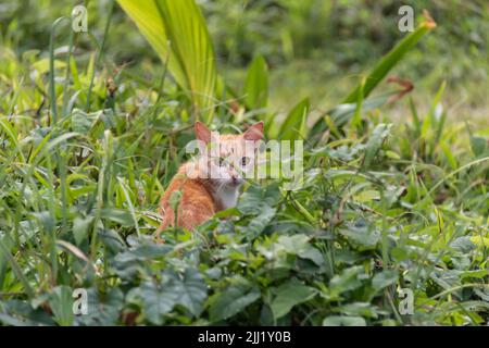 Junge streunende, gestromte Kätzchen starren aus einem Fleck dickem Gras in einem Regenwald in Tobago. Karibische Insel, verlorenes Kätzchen, streunende Katze, Kay und Kastrater. Stockfoto