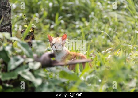 Junge streunende, gestromte Kätzchen starren aus einem Fleck dickem Gras in einem Regenwald in Tobago. Karibische Insel, verlorenes Kätzchen, streunende Katze, Kay und Kastrater. Stockfoto