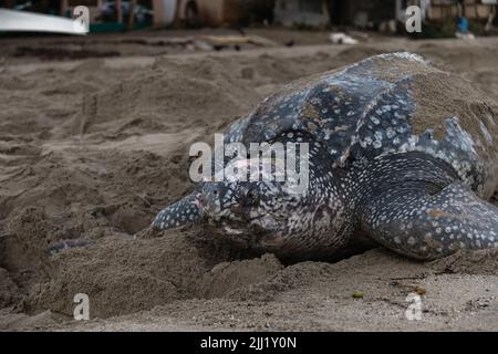 Nahaufnahme einer Lederschildkröte, die ihre Eier während der Brutzeit von Trinidad und Tobago legt. Aufnahme in Grande Riviere bei Sonnenaufgang. Stockfoto