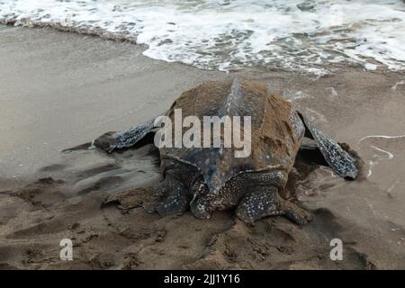 Nahaufnahme einer Lederschildkröte, die ihre Eier während der Brutzeit von Trinidad und Tobago legt. Aufnahme in Grande Riviere bei Sonnenaufgang. Stockfoto