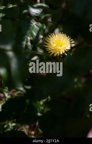 Gelbe Blume des Dandelions. Verschwommene Blätter im Vordergrund. . Stockfoto