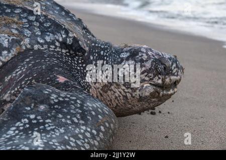 Nahaufnahme einer Lederschildkröte, die ihre Eier während der Brutzeit von Trinidad und Tobago legt. Aufnahme in Grande Riviere bei Sonnenaufgang. Stockfoto