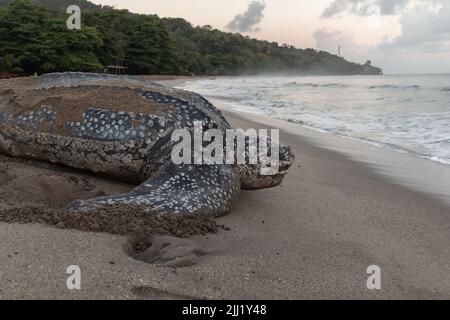 Nahaufnahme einer Lederschildkröte, die ihre Eier während der Brutzeit von Trinidad und Tobago legt. Aufnahme in Grande Riviere bei Sonnenaufgang. Stockfoto