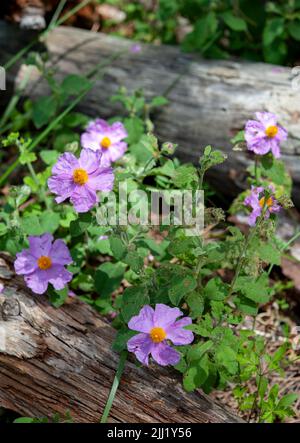 Rosa canina, allgemein bekannt als die Hunderose, ist eine wilde Pflanze mit süßen duftenden Blüten Stockfoto