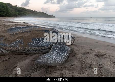 Nahaufnahme einer Lederschildkröte, die ihre Eier während der Brutzeit von Trinidad und Tobago legt. Aufnahme in Grande Riviere bei Sonnenaufgang. Stockfoto