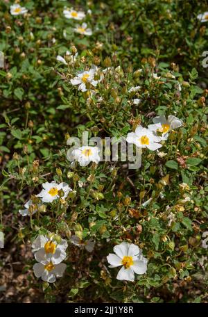 Rosa canina, allgemein bekannt als die Hunderose, ist eine wilde Pflanze mit süßen duftenden Blüten Stockfoto