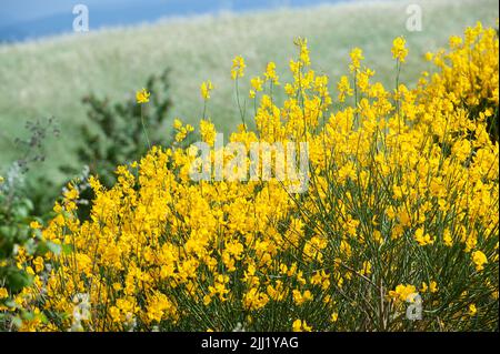 Toskanische Landschaft mit Ginster. Leuchtend gelbe Blüten. Stockfoto