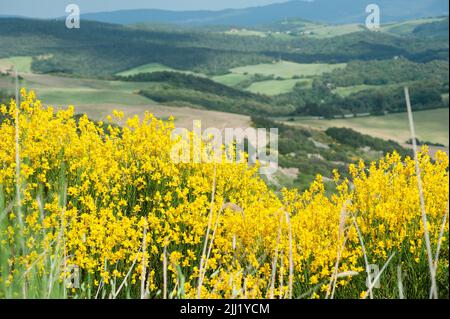 Toskanische Landschaft mit Ginster. Leuchtend gelbe Blüten. Stockfoto