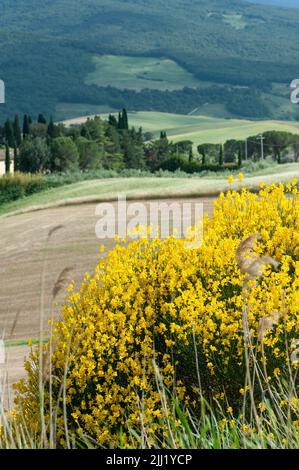 Toskanische Landschaft mit Ginster. Leuchtend gelbe Blüten. Stockfoto