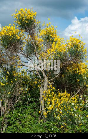 Toskanische Landschaft mit Ginster. Leuchtend gelbe Blüten. Stockfoto