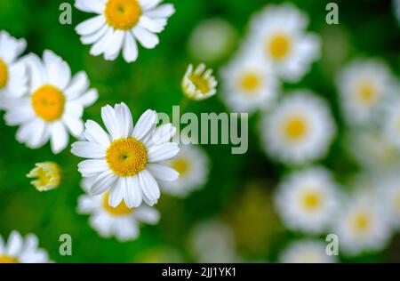 Wunderschöne Gänseblümchen-Blumen in Einer Wiese mit geringer Schärfentiefe und Kopierbereich Stockfoto