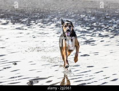 Fountainstown, Cork, Irland. 22.. Juli 2022. „Wally“, eine Red Setter-Mischung, die am Strand von Fountainstown, Co. Cork, Irland, Spaß beim Steinschlagen hat. - Bildnachweis: David Creedon/Alamy Live News Stockfoto