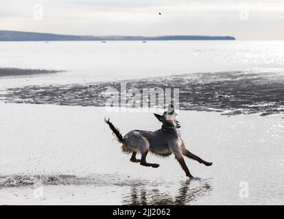 Fountainstown, Cork, Irland. 22.. Juli 2022. „Wally“, eine Red Setter-Mischung, die am Strand von Fountainstown, Co. Cork, Irland, Spaß beim Steinschlagen hat. - Bildnachweis: David Creedon/Alamy Live News Stockfoto