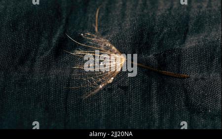 Wunderschöner, glänzender Tauwassertropfen auf Löwenzahn im Naturmakro. Sanfter, selektiver Fokus, funkelndes Bokeh. Stockfoto