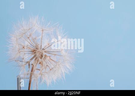 Abstrakter Löwenzahnblütenhintergrund. Makro-Nahaufnahme vordefinieren. Weichzeichner. Stockfoto