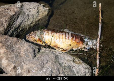 ​ Ein aufgeblähter, stinkender toter Fisch, möglicherweise ein gelber Barsch oder Karpfen, der entlang der Felsen eines Yachthafens auf der Insel Pelee im Eriesee gespült wird. Stockfoto