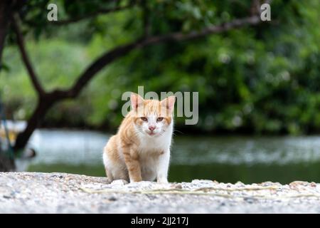 Ein junges, gestrobtes Kätzchen starrt aus den Ufern eines Sumpfes in der karibischen Landschaft. Verlorene Kätzchen, streunende Katze, Jagd, SPCA, Rettung, Hungrig. Stockfoto