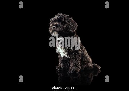 Porträt von kühlen reinrassigen Hund, flauschig lockig schwarz Maltipoo Blick auf Kamera isoliert über dunklen Hintergrund. Konzept von Tier, Pflege, Tierarzt, aktiv Stockfoto