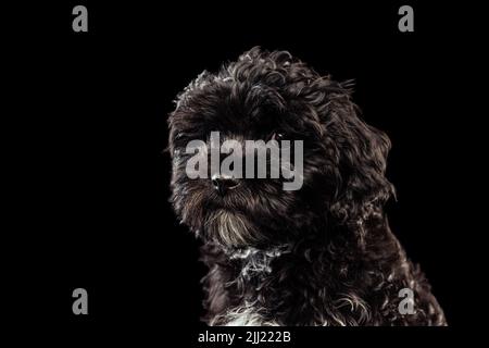 Porträt von kühlen reinrassigen Hund, flauschig lockig schwarz Maltipoo Blick auf Kamera isoliert über dunklen Hintergrund. Konzept von Tier, Pflege, Tierarzt, aktiv Stockfoto