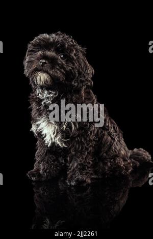 Porträt von kühlen reinrassigen Hund, flauschig lockig schwarz Maltipoo Blick auf Kamera isoliert über dunklen Hintergrund. Konzept von Tier, Pflege, Tierarzt, aktiv Stockfoto