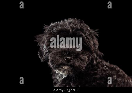 Porträt von kühlen reinrassigen Hund, flauschig lockig schwarz Maltipoo Blick auf Kamera isoliert über dunklen Hintergrund. Konzept von Tier, Pflege, Tierarzt, aktiv Stockfoto