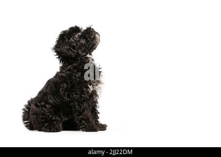 Porträt von flauschigen lockigen schwarzen Maltipoo Hund posiert isoliert auf weißem Hintergrund. Konzept von Tier, Pflege, Tierarzt, aktiver Lebensstil Stockfoto