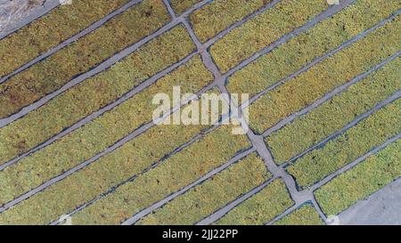 Trocknen von süßen Weintrauben unter heißer Sonne, Rosinenindustrie Stockfoto