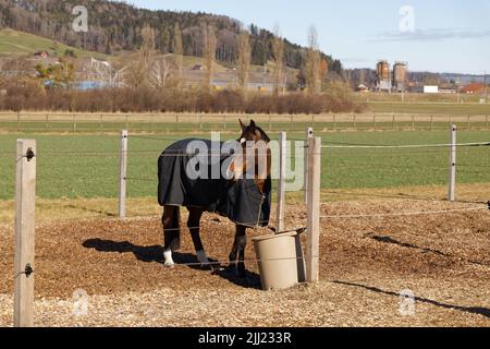 Braunes rotes Pferd in der Box, Hafer essend, brauner Eimer, blaue Decke schützt das Tier vor kaltem Wetter und lästigen Insekten, tagsüber ohne Stockfoto