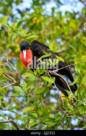 Erwachsene männliche prächtige Fregattvögel (Fregata magnificens) in Mangove Baum, Tarcoles Fluss, Costa rica thront. Stockfoto