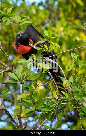 Erwachsener männlicher prächtiger Fregattvögel (Fregata magnificens), der im Mangovenbaum, dem Tarcoles-Fluss, Costa rica, aufbrütet. Stockfoto