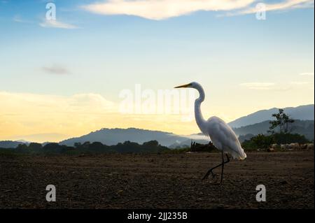 Großer Reiher (Ardea alba), der bei Sonnenaufgang am Strand, am Tarcoles-Fluss, Costa Rica, steht. Stockfoto