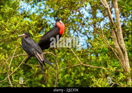 Erwachsene männliche prächtige Fregattvögel (Fregata magnificens) in Mangove Baum, Tarcoles Fluss, Costa rica thront. Stockfoto