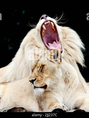 Eine vertikale Aufnahme eines männlichen Löwen, der knurrt und eines weiblichen Löwen, der daneben sitzt Stockfoto