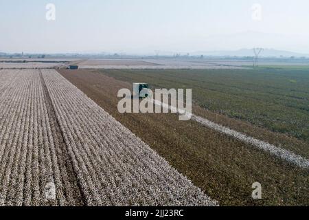 Luftaufnahme einer großen Baumwollfeldernte Stockfoto