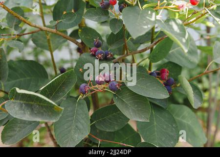 Saskatoon pacific serviceberry reifende Früchte, grüne und lila serviceberries Stockfoto