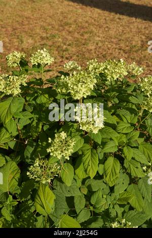 Hortensia arborescens Strauch in voller Blüte Stockfoto
