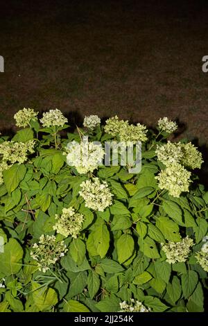 Hortensia arborescens Strauch in voller Blüte Stockfoto
