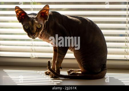Haarlose braune Sphinx-Katze auf der Fensterbank. Stockfoto