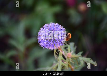 Wunderschöne Blumen im französischen Garten Stockfoto