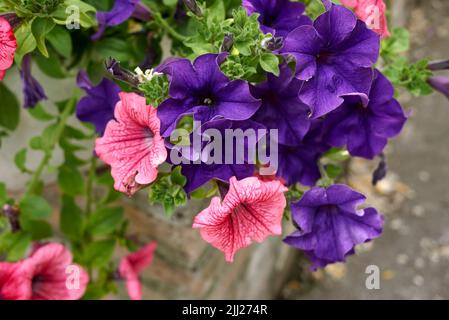 Petunia atkinsiana bunte Blumen Stockfoto
